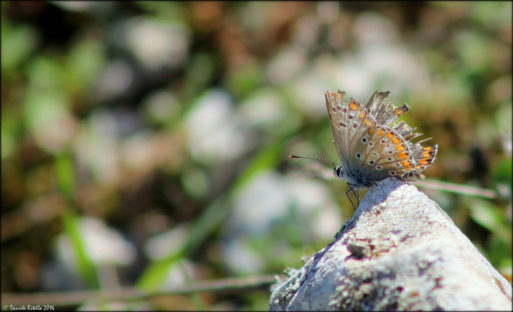 Aricia agestis maschio??? S